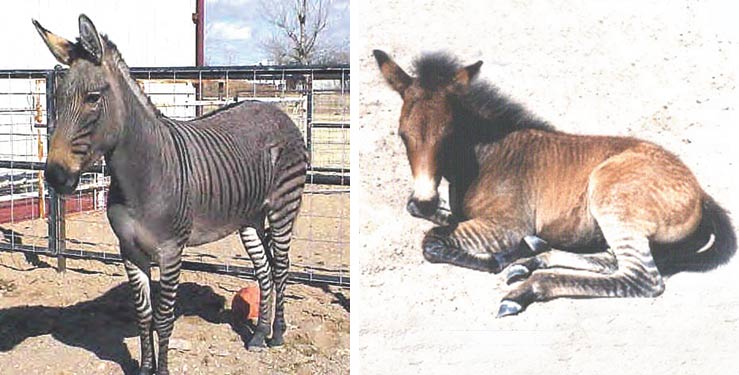 p33_zonkey